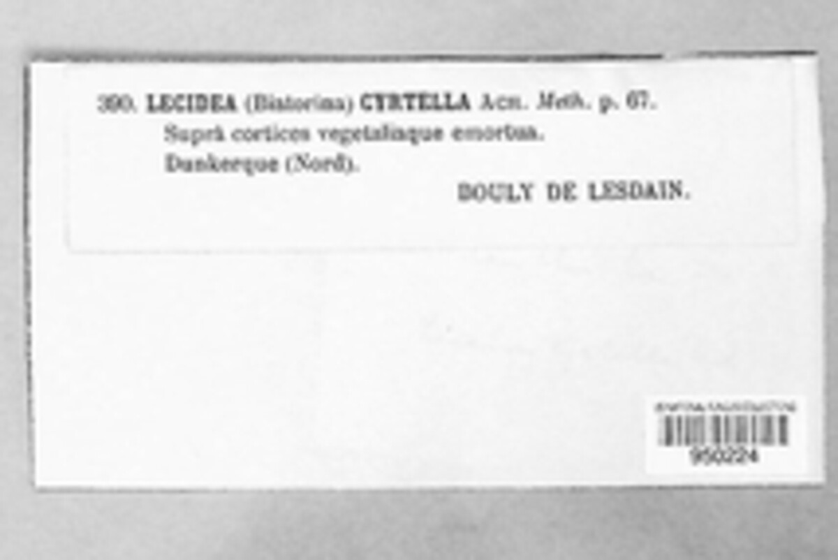 Lecania cyrtella image